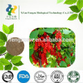 High quality Chinese Magnoliavine Fruit